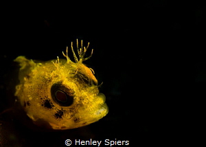Roughhead Blenny (Acanthemblemaria aspera), St Lucia

O... by Henley Spiers 